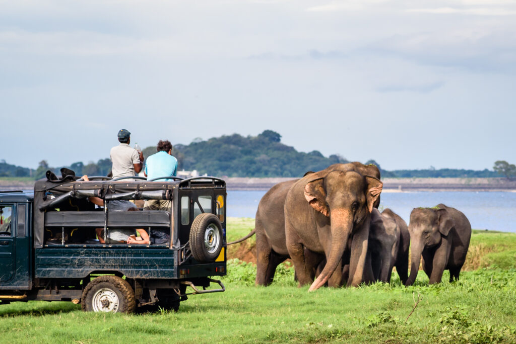 Yala national park