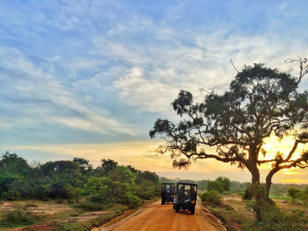 Yala national park