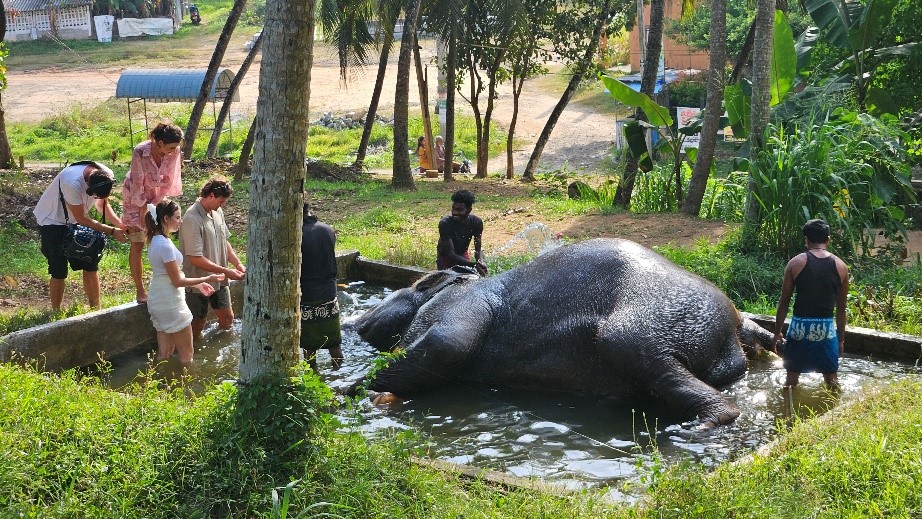 Bathing an Elephant in a Buddhist Temple. 